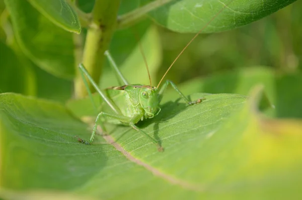 Green Grasshopper Large Leaf Grass Its Natural Environment — Stock Photo, Image