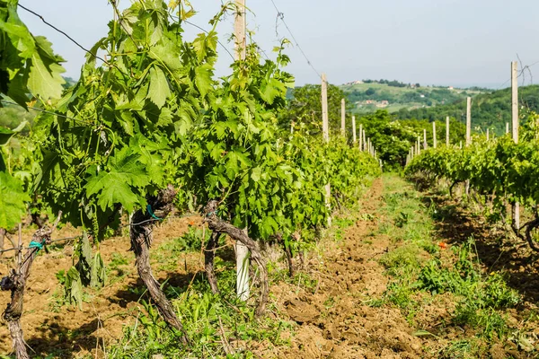 Grapevine sunlit by the spring sun on a plantation in Serbia.