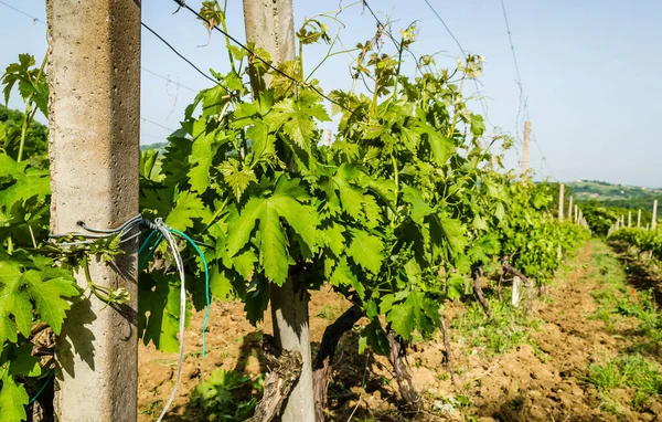 Szőlő Napsütötte Tavaszi Nap Egy Ültetvényen Szerbiában — Stock Fotó