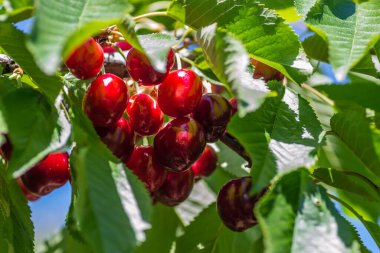Ripe cherry fruits in the tree canopy, on a plantation in Novi Sad, Serbia.