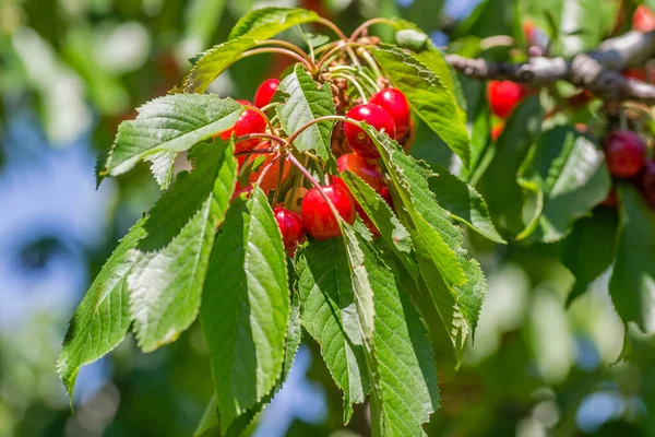 Cerises Mûres Dans Verrière Arbre Dans Une Plantation Novi Sad — Photo