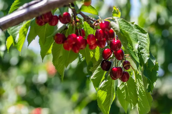 Cerises Mûres Dans Verrière Arbre Dans Une Plantation Novi Sad — Photo