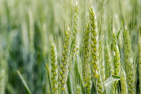 Fase Floración Las Plantas Trigo Cultivadas Campo Agrícola —  Fotos de Stock