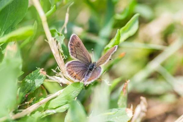 Vista Cerca Poliommatus Icaruc Sentado Sobre Una Hoja Hierba Con — Foto de Stock