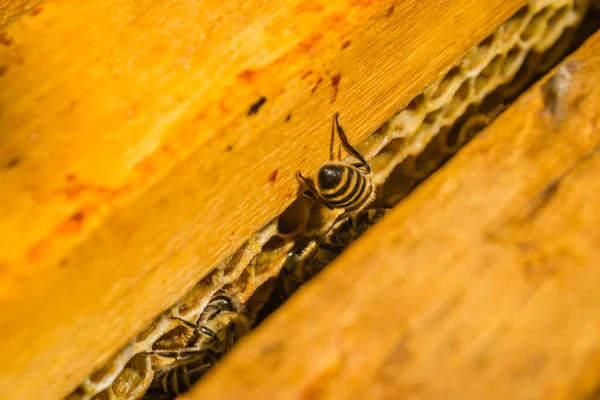 Viele Honigbienen Bienenstock Arbeiten — Stockfoto