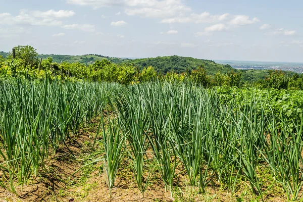 Green onions or Spring onions or Salad onions surrounded with dry soil and small grass planted in local urban garden on warm sunny spring day.