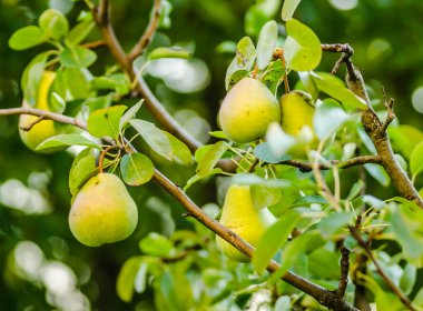 Ağacın yaprakları ve dallarıyla çevrili armut meyveleri.