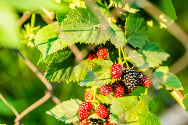 Frutos Amoras Uma Cerca Arame Tecido — Fotografia de Stock