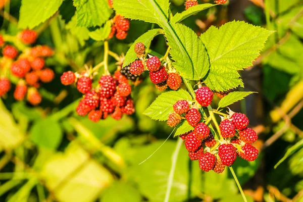 Frutos Amoras Uma Cerca Arame Tecido — Fotografia de Stock