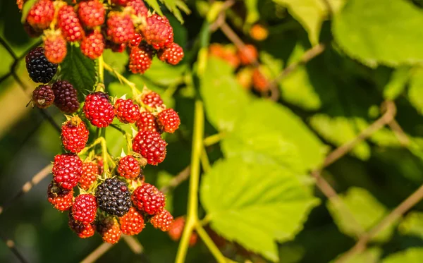 Frutos Amoras Uma Cerca Arame Tecido — Fotografia de Stock