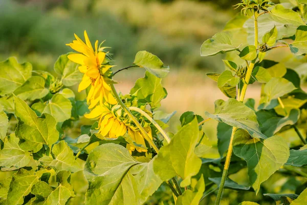 Nahaufnahme Eines Unreifen Grünen Kopfes Und Einer Hell Blühenden Sonnenblume — Stockfoto