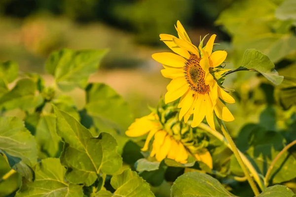 Nahaufnahme Eines Unreifen Grünen Kopfes Und Einer Hell Blühenden Sonnenblume — Stockfoto