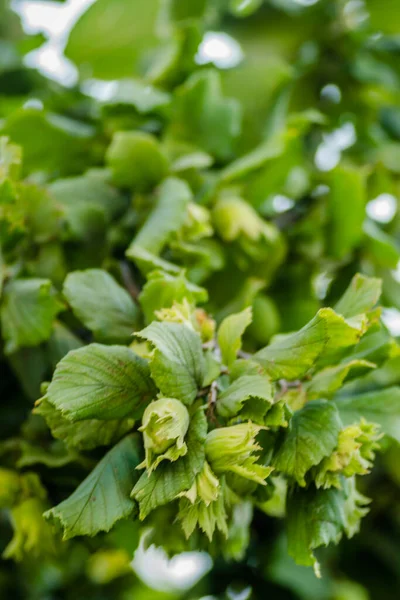 Hasselnöt Trädkronorna Med Ung Frukt — Stockfoto