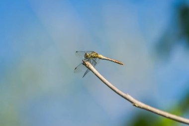 Yusufçuk bir dala tutunuyor. Yusufçuk doğal ortamında.