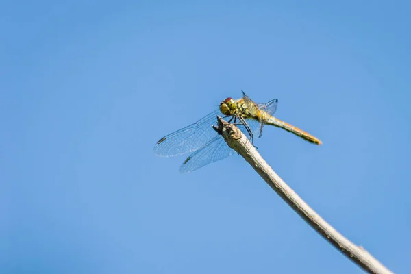 Dragonfly Clinging Branch Dragonfly Natural Environment — Stock Photo, Image