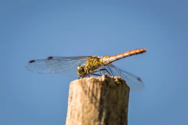 Libellule Accroche Une Branche Libellule Dans Leur Environnement Naturel — Photo