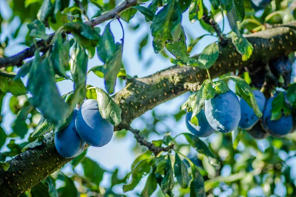 Fruits Ripe Plum Branches Tree — Stock Photo, Image