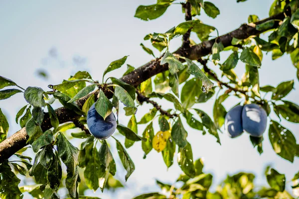 Früchte Reife Pflaumen Auf Ästen Eines Baumes — Stockfoto