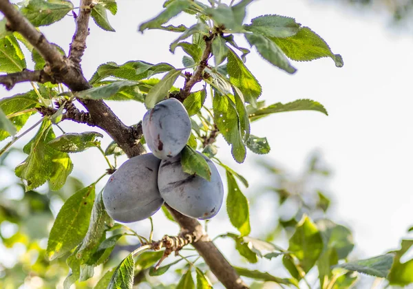 Fruits Ripe Plum Branches Tree — Stock Photo, Image