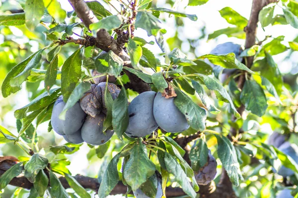 Früchte Reife Pflaumen Auf Ästen Eines Baumes — Stockfoto