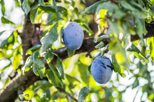 Früchte Reife Pflaumen Auf Ästen Eines Baumes — Stockfoto
