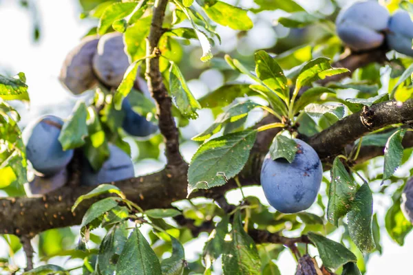 Früchte Reife Pflaumen Auf Ästen Eines Baumes — Stockfoto