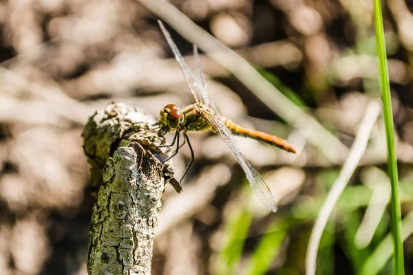 Libelle Klammert Sich Einen Ast Libellen Ihrer Natürlichen Umgebung — Stockfoto