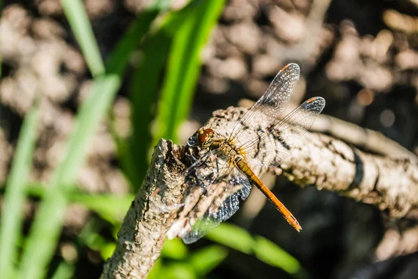Libelle Klammert Sich Einen Ast Libellen Ihrer Natürlichen Umgebung — Stockfoto