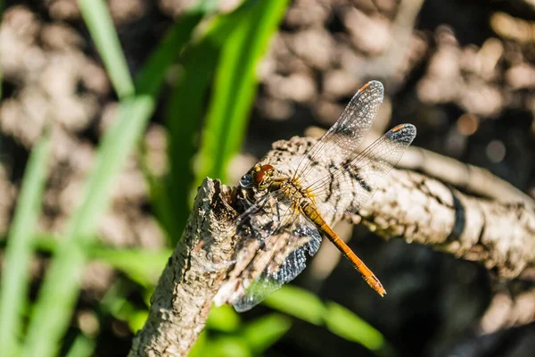 Libellule Accroche Une Branche Libellule Dans Leur Environnement Naturel — Photo