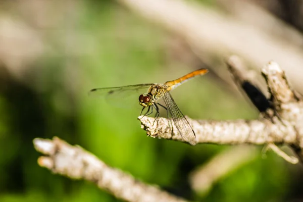 Dragonfly Clinging Branch Dragonfly Natural Environment — Stock Photo, Image