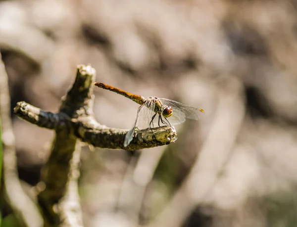 Libellule Accroche Une Branche Libellule Dans Leur Environnement Naturel — Photo