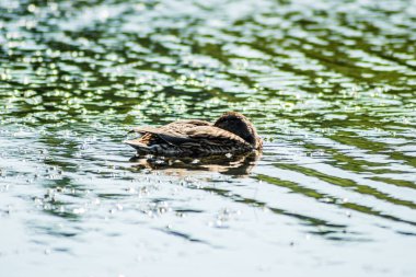 Vahşi ördek gölün sularında yüzer..