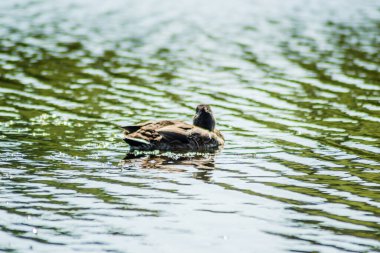 Vahşi ördek gölün sularında yüzer..