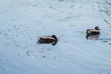Vahşi ördekler gölün sularında yüzerler..