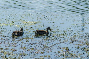 Vahşi ördekler gölün sularında yüzerler..