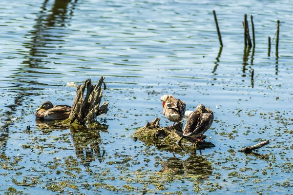 Divoké Kachny Opalují Větvích Které Vyčnívají Jezírka — Stock fotografie