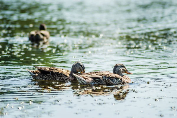 Patos Salvajes Nadan Agua Del Lago — Foto de Stock