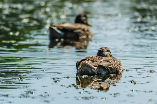 Дикие Утки Плавают Воде Озера — стоковое фото