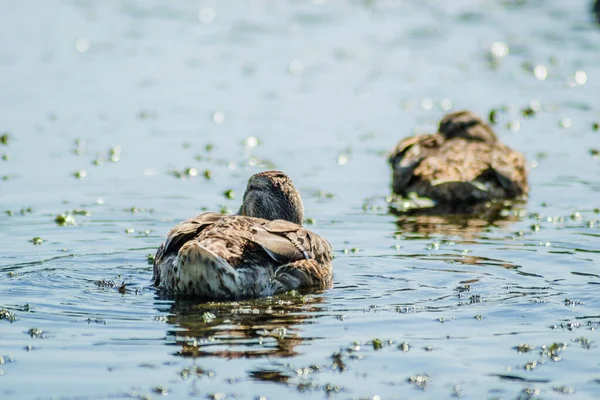 Patos Selvagens Nadam Água Lago — Fotografia de Stock