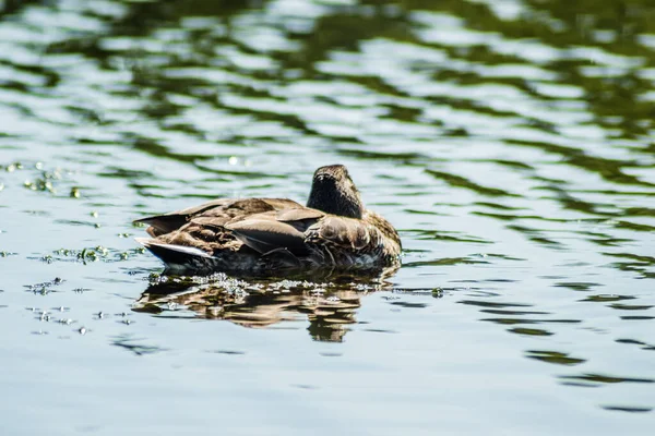 Wild Duck Swims Water Lake — Stock Photo, Image