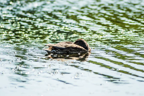 Vahşi ördek gölün sularında yüzer..
