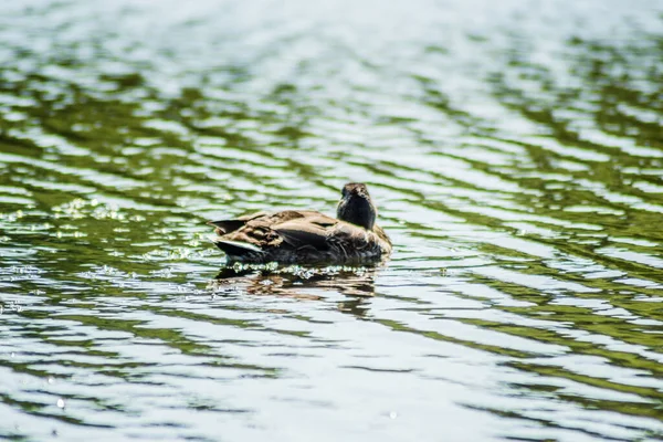 The wild duck swims on the water of the lake.