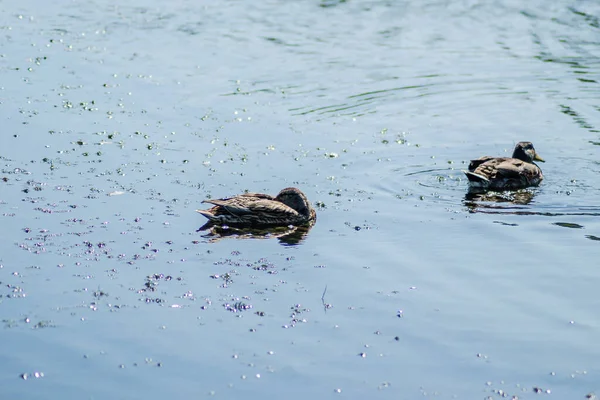 Patos Selvagens Nadam Água Lago — Fotografia de Stock