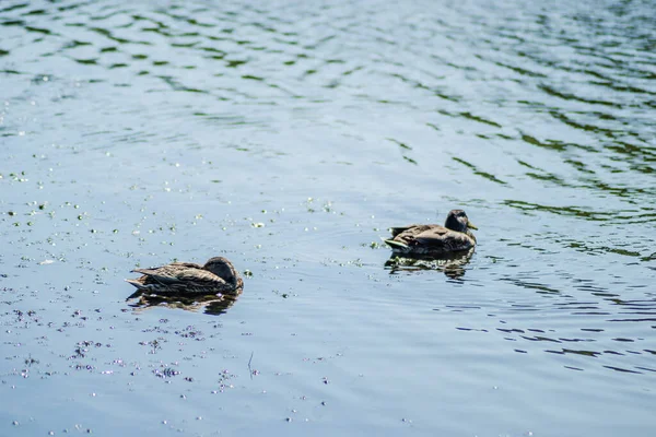 Patos Selvagens Nadam Água Lago — Fotografia de Stock