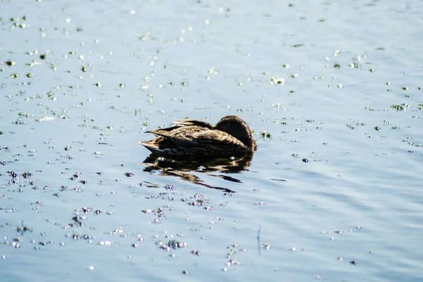 Canard Sauvage Nage Sur Eau Lac — Photo