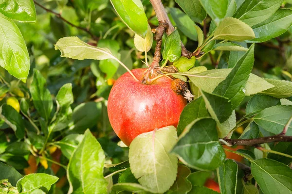 Jugosa Fruta Madura Manzana Árbol — Foto de Stock