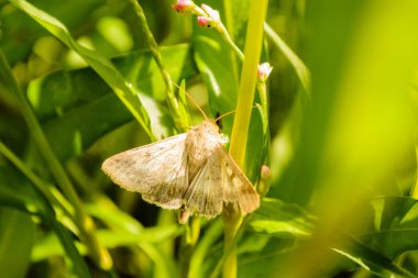 Planın yeşil yaprağında açık kanatlı güve