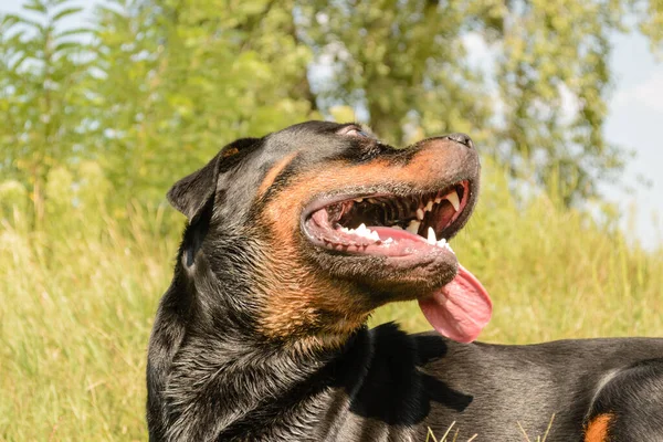 Närbild Porträtt Rottweiler Hund — Stockfoto