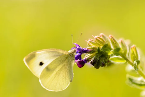 Col Mariposa Blanca Una Flor Prado Púrpura — Foto de Stock