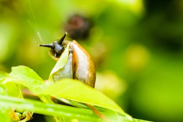 忍び寄る植物の葉の上の森のカタツムリの個人 — ストック写真